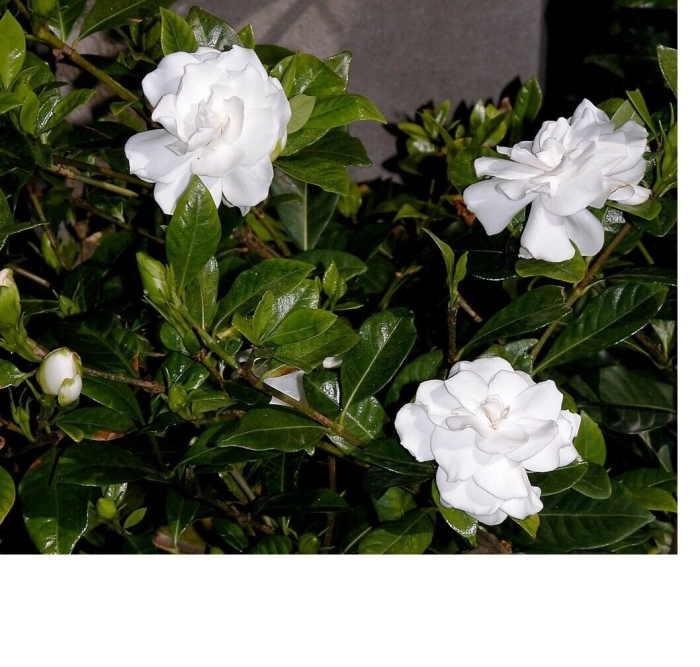 Гардения жасминовидная куст