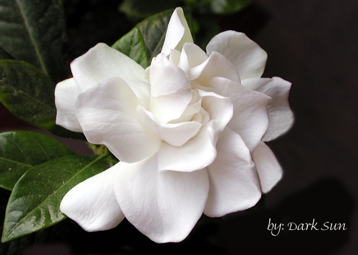 Роза гардения