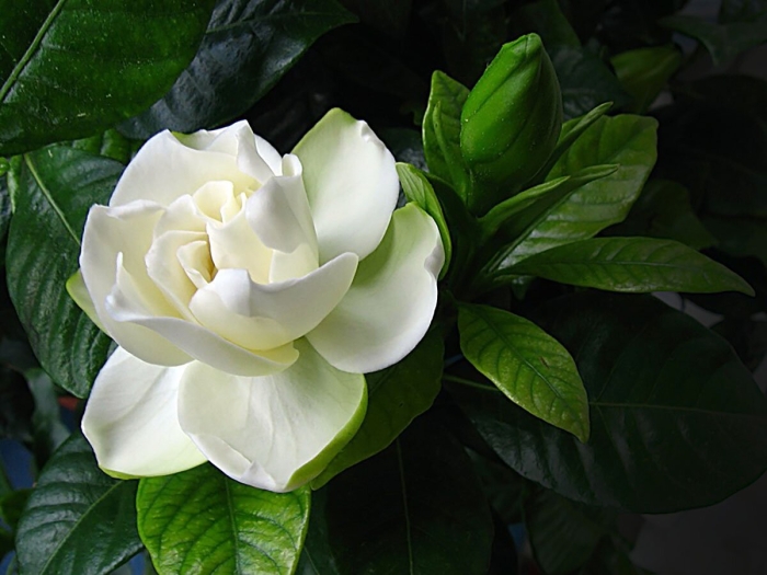 Цветок гардения