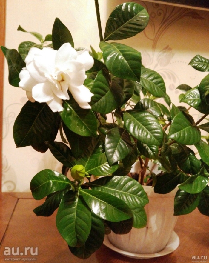 Гардения жасминовидная