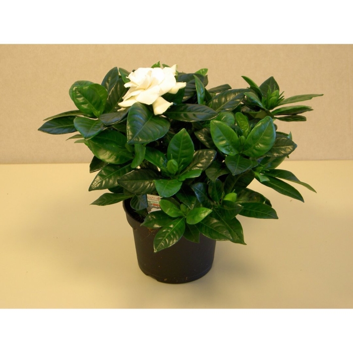 Гардения жасминовая