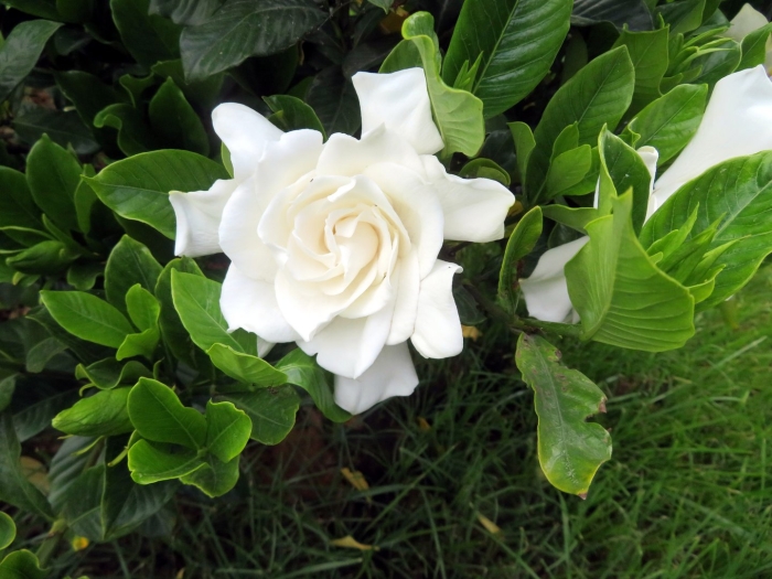 Цветок гардения жасминовидная