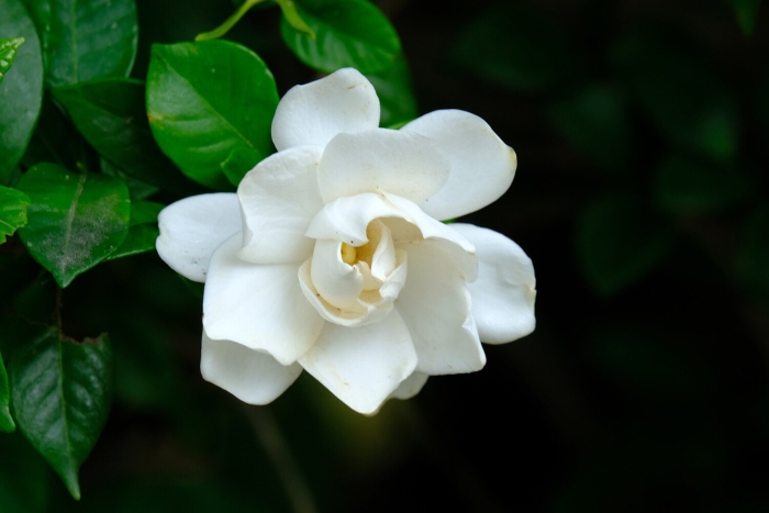 Цветок гардения жасминовидная