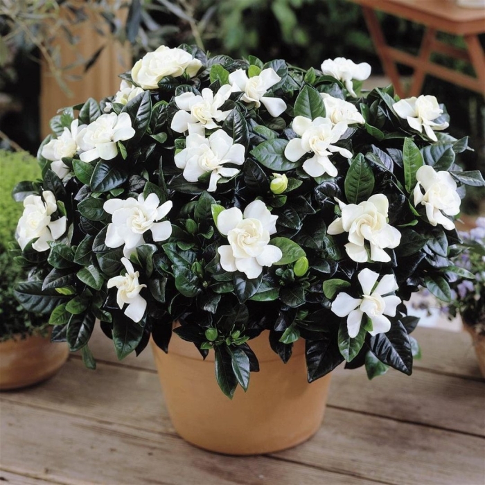 Цветок гардения жасминовидная