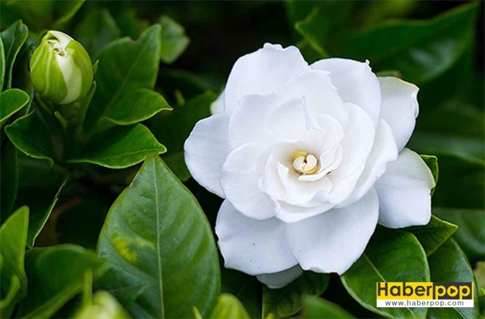 Цветок гардения жасминовидная