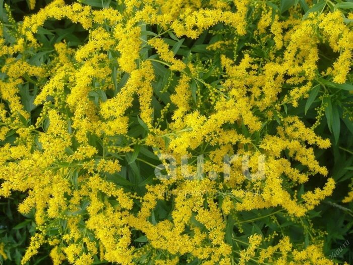 Золотарник мимоза