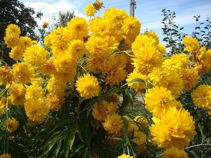 Золотой шар рудбекия