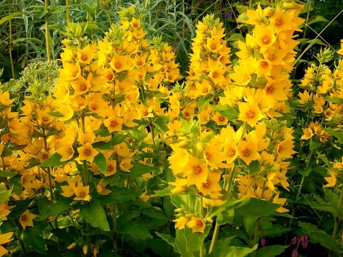 Вербейник лизимахия