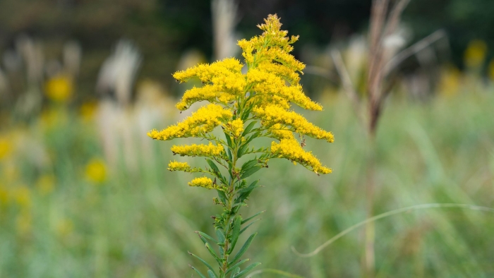 Золотарник солидаго