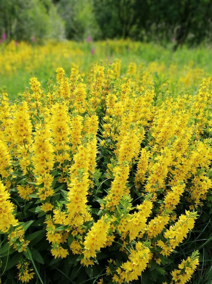 Вербейник точечный желтый