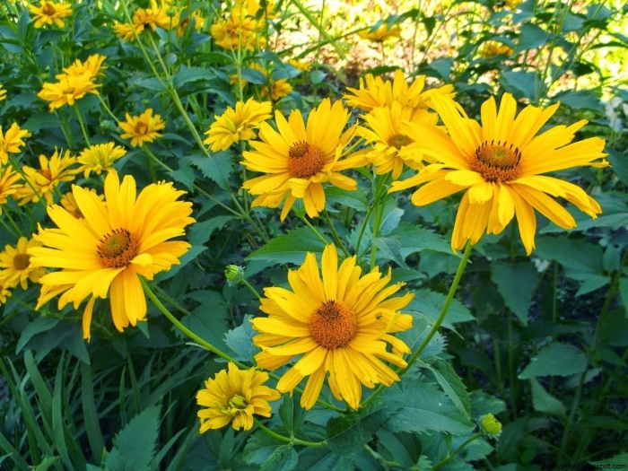 Гелиопсис подсолнечниковидный венус