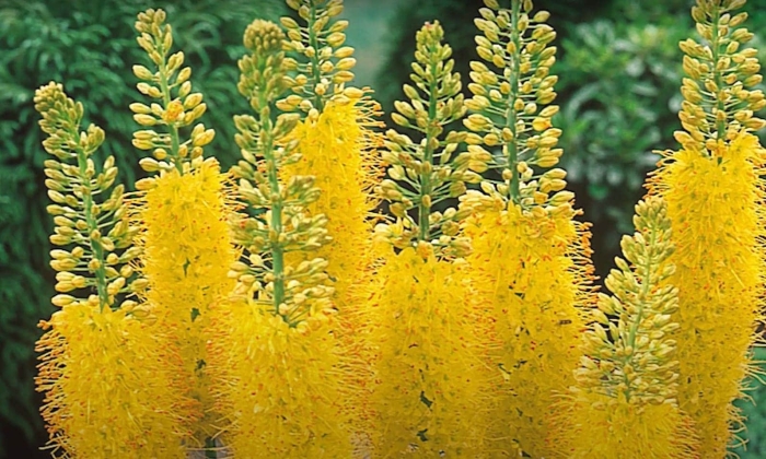 Эремурус (ширяш) клеопатра