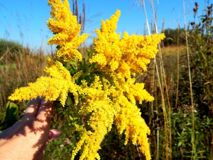Канадский золотарник