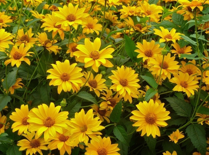 Гелиопсис подсолнечниковидный