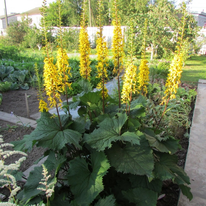 Бузульник пржевальского рокет