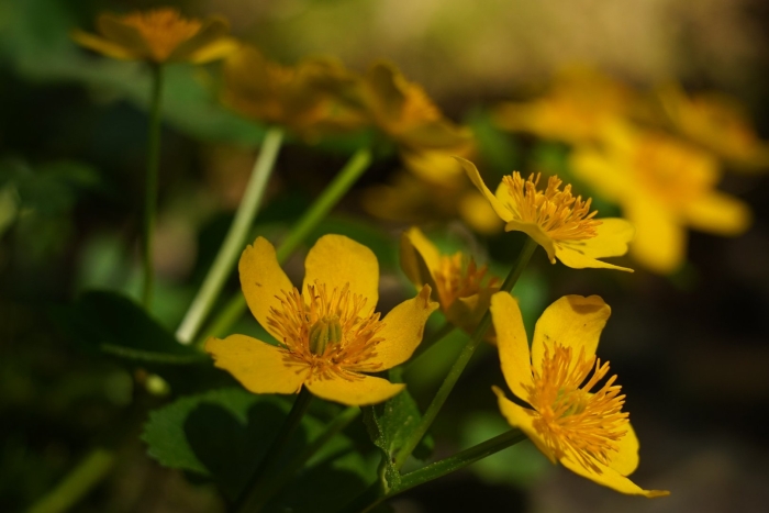 Калужница болотная (caltha palustris)