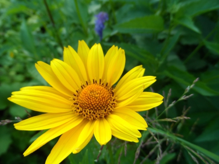 Ромашка желтая многолетняя садовая