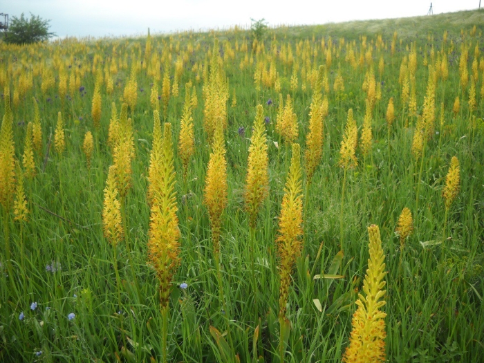 Эремурус представительный