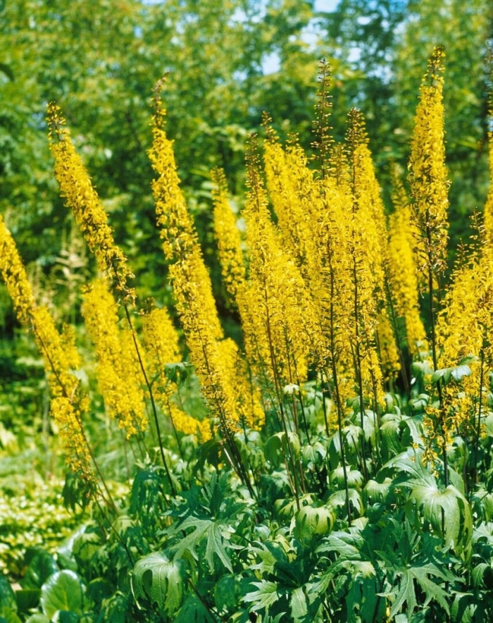 Бузульник пржевальского ligularia przewalskii