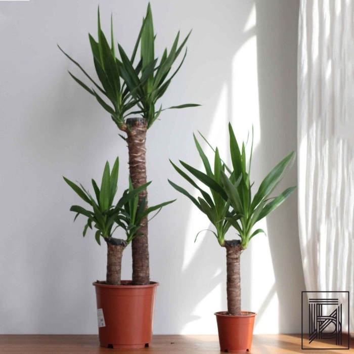 Юкка комнатная