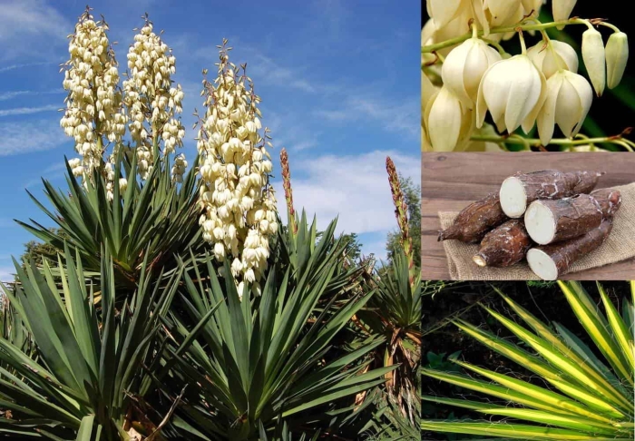 Юкка нитчатая