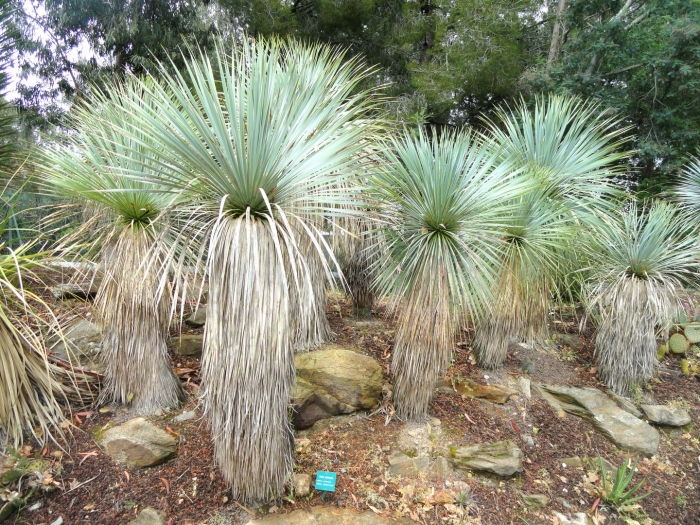 Yucca rostrata