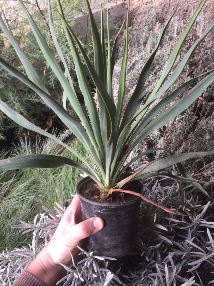 Растение юкка нитчатая