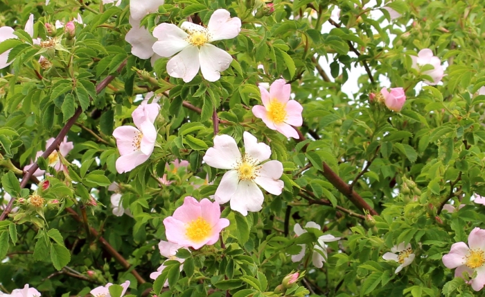 Шиповник rosa canina