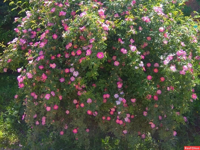 Кустарник шиповник