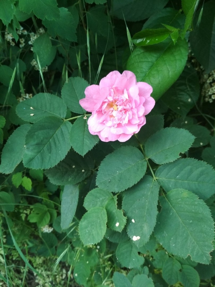 Роза канадская тереза багнет