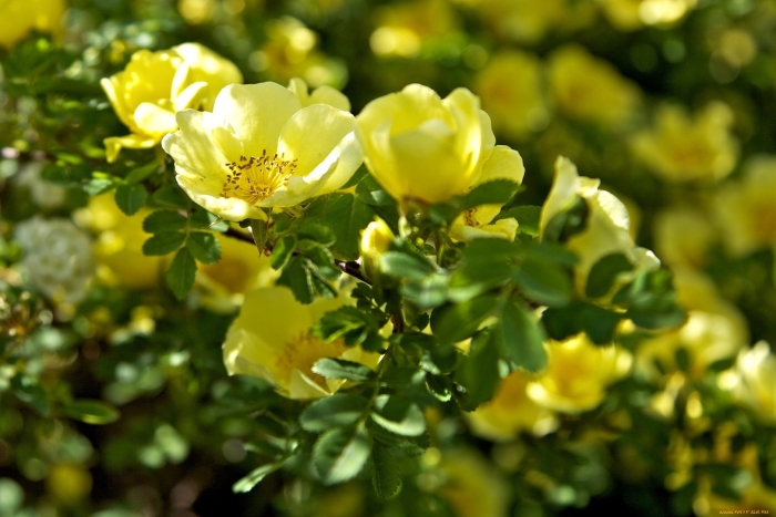 Желтый шиповник капуцинская роза