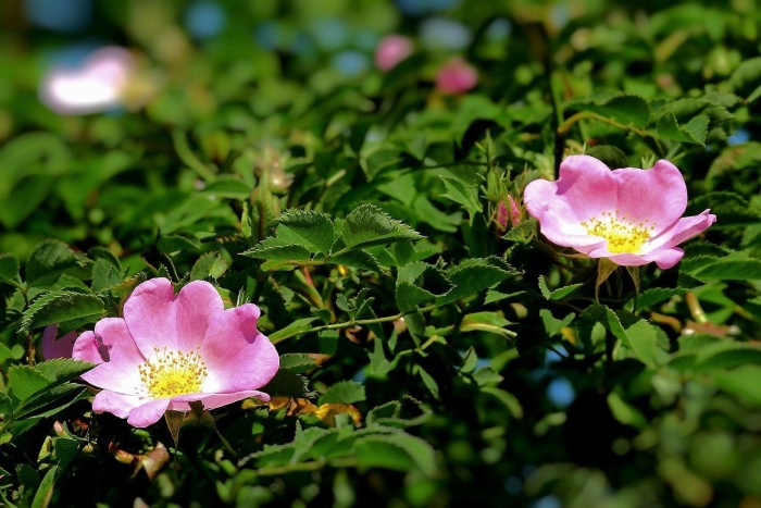 Роза собачья rosa canina