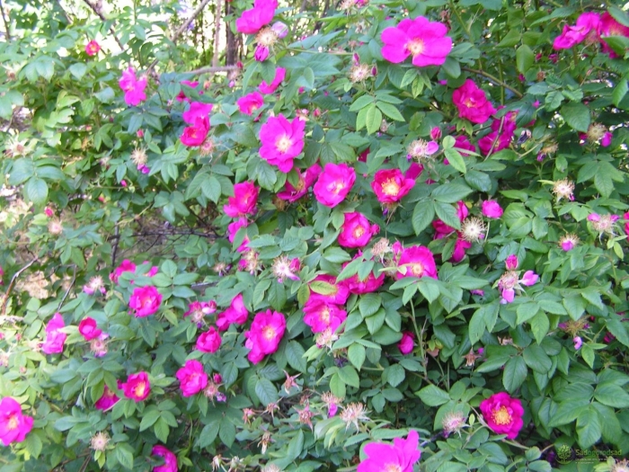 Французский шиповник роза