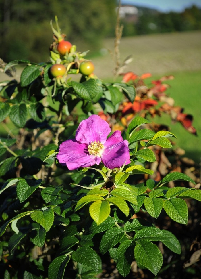 Шиповник майский