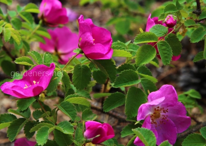 Роза иглистая