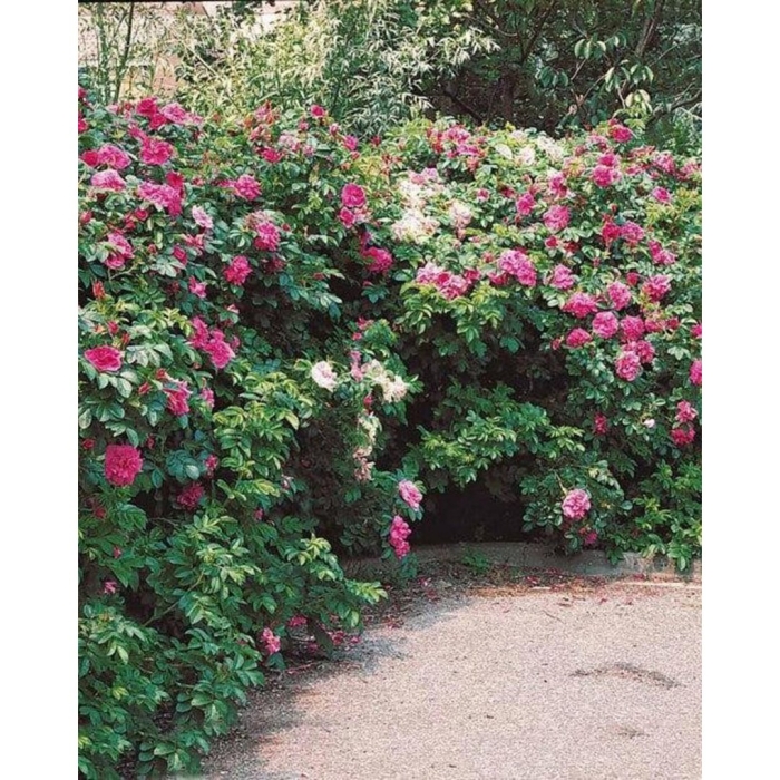 Роза ругоза изгородь