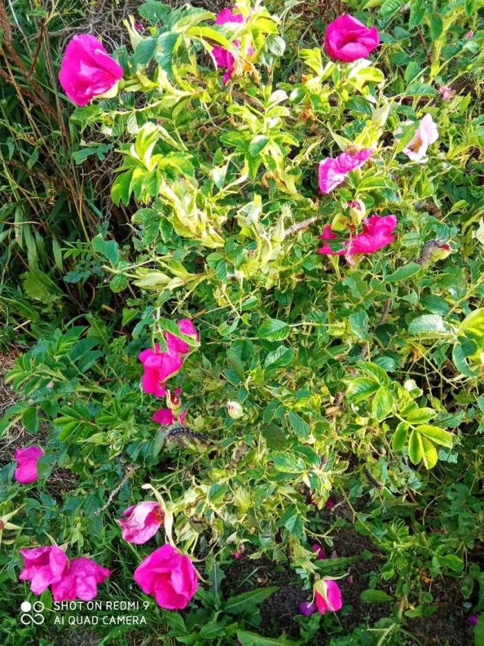 Шиповник воронцовский куст