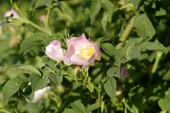 Шиповник rosa canina