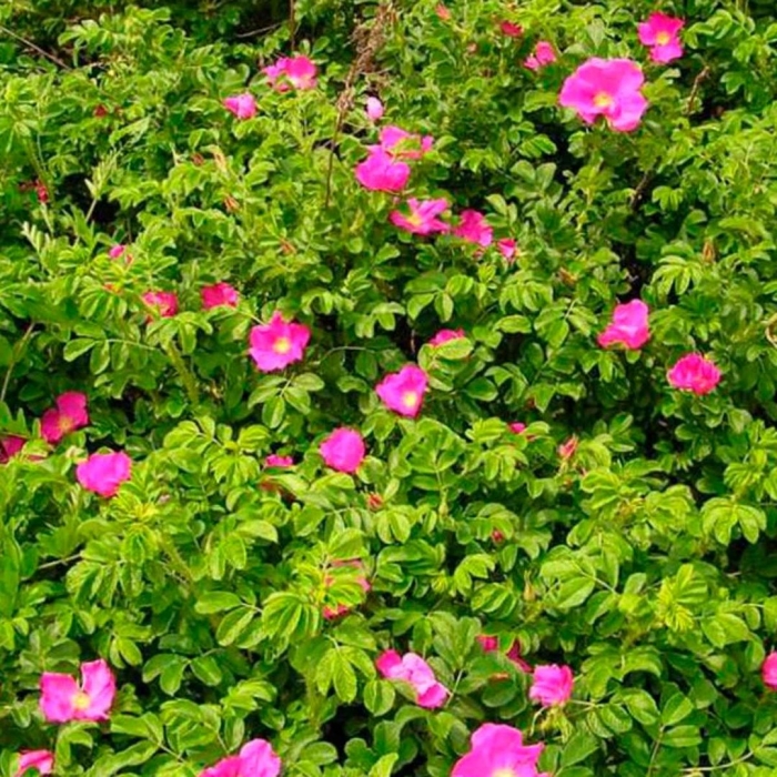 Роза ругоза