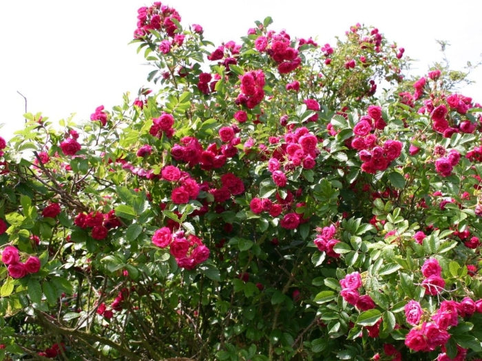 Дикая роза шиповник куст