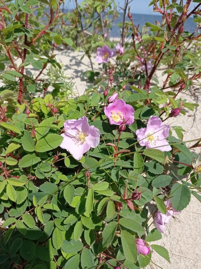 Шиповник (роза) иглистая