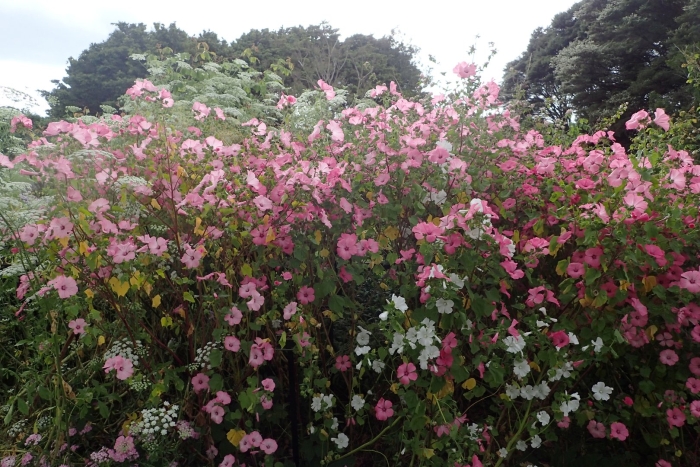 Лаватера дикая роза