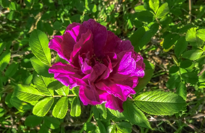 Шиповник (роза) морщинистый