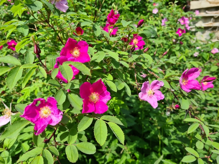 Шиповник (роза даурская)