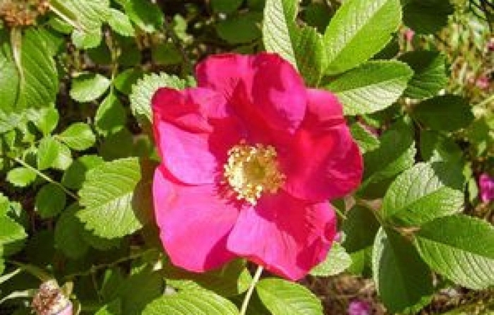 Роза ругоза рубра