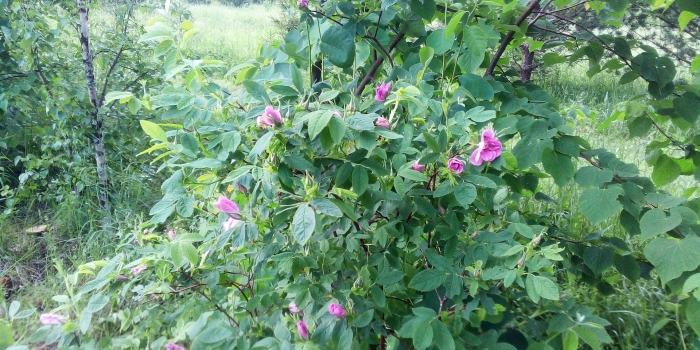 Роза морщинистая rosa rugosa