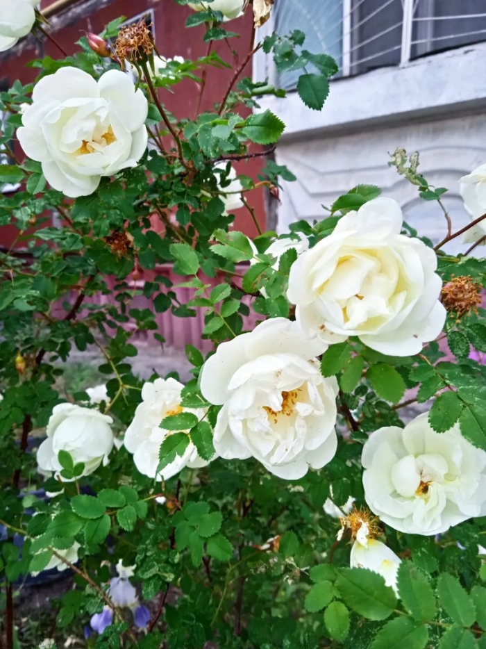 Роза белая шиповниковая