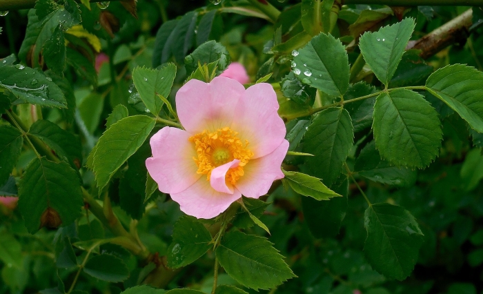 Rosa canina (роза канина)