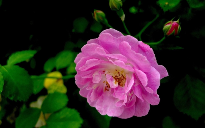 Шиповник махровый дикая роза