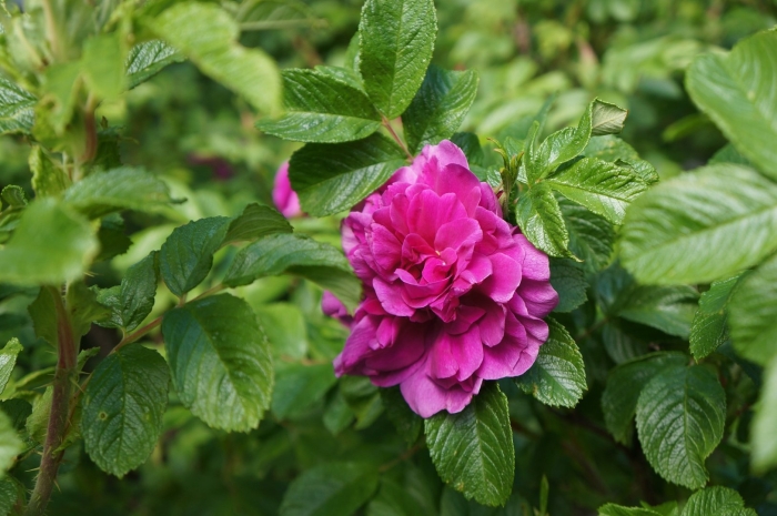 Ругоза роза